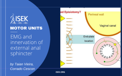 EMG and innervation of external anal sphincter